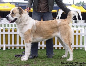 Stredoázijský ovčiak